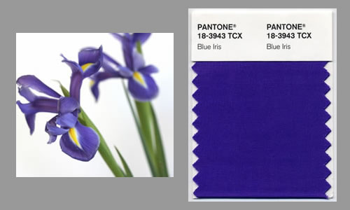 Blue Iris